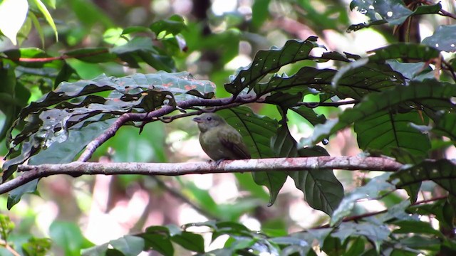 Manakin à tête blanche - ML338091801