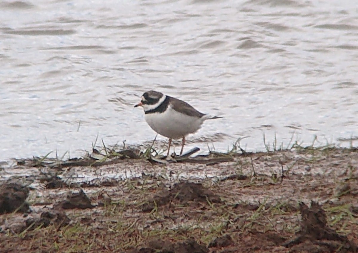 Common Ringed Plover - ML338091871