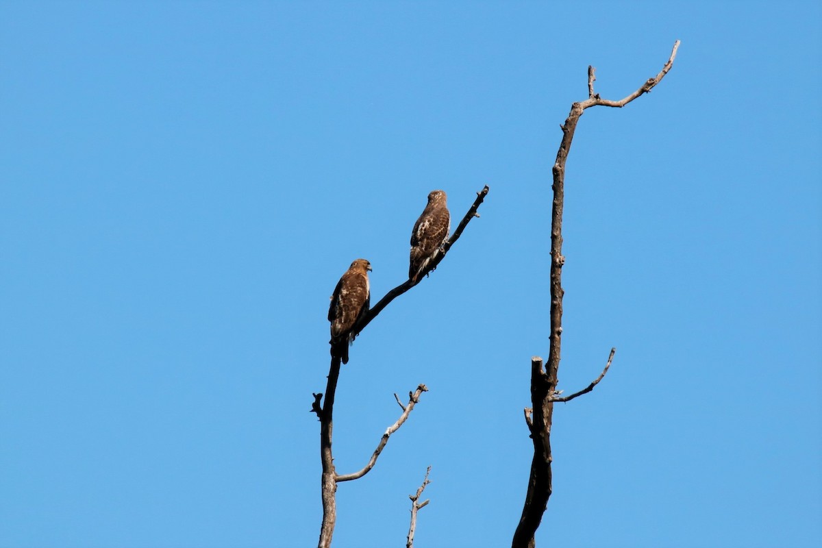 Red-shouldered Hawk - ML338092321