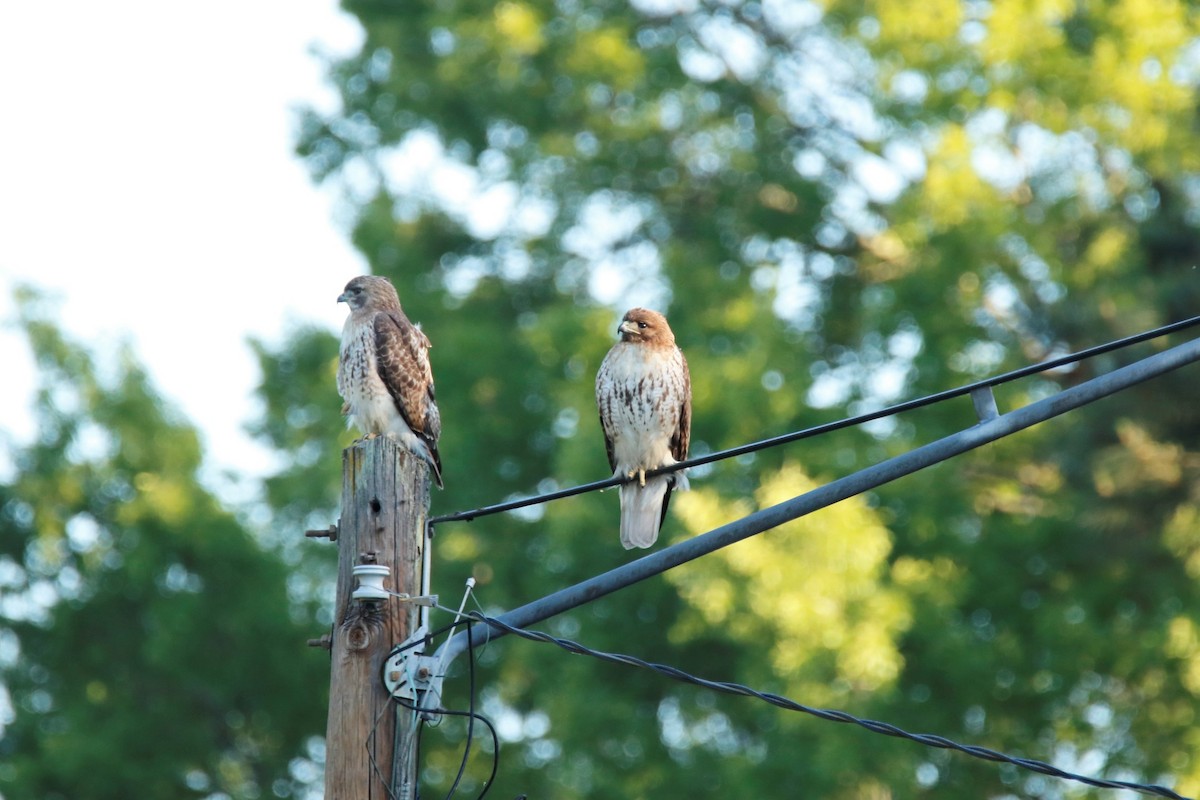 Red-tailed Hawk - ML338092411