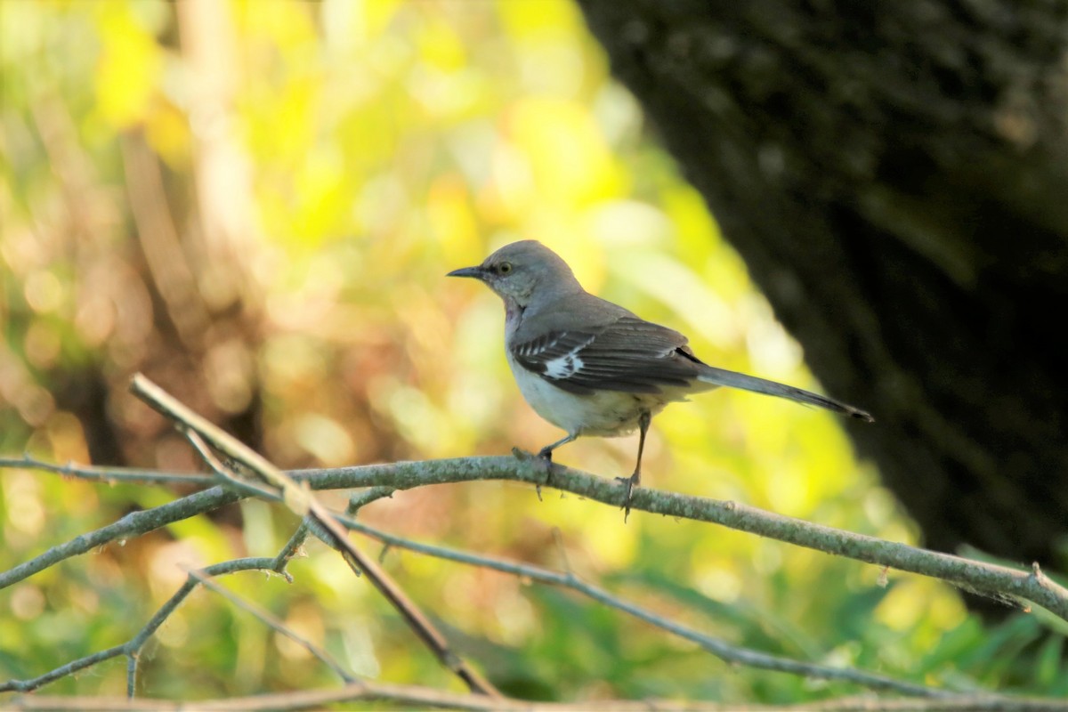 Northern Mockingbird - ML338092721
