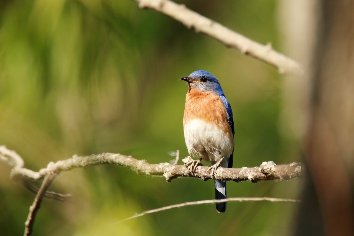 Eastern Bluebird - ML338092741