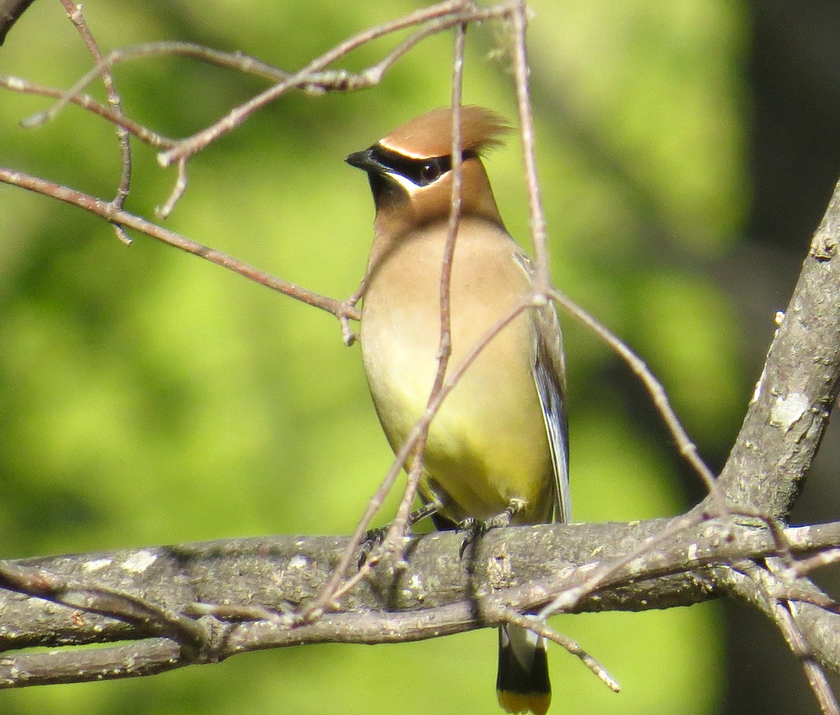 Cedar Waxwing - ML338092801