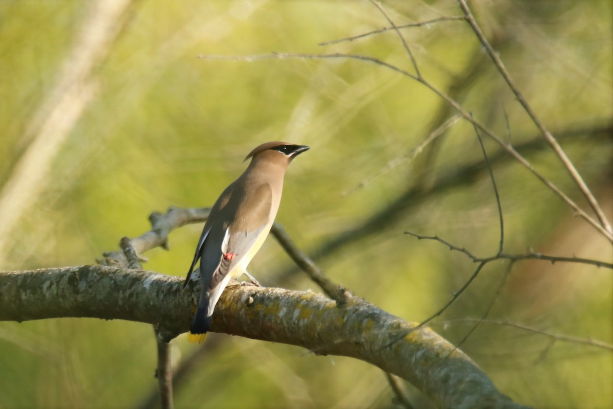 Cedar Waxwing - ML338092911