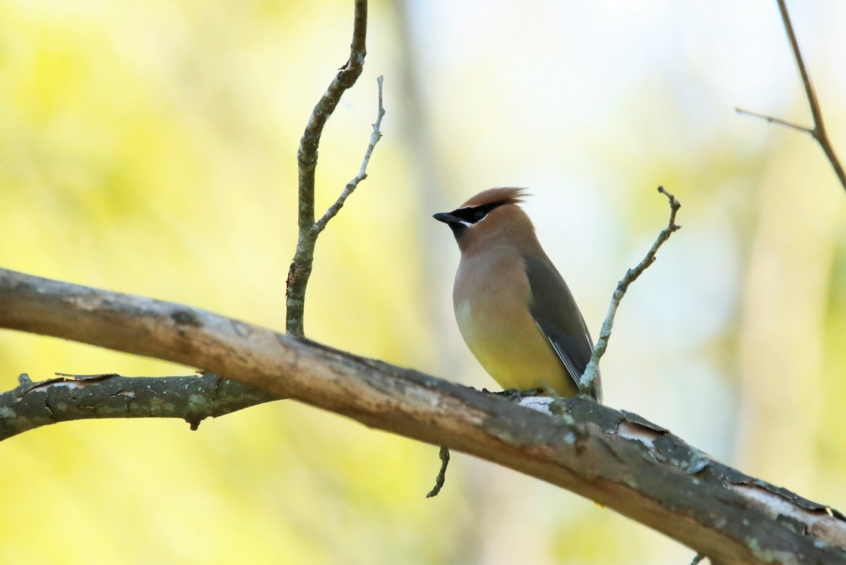 Cedar Waxwing - ML338092921