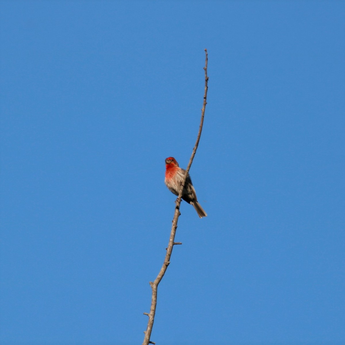 House Finch - ML338093021