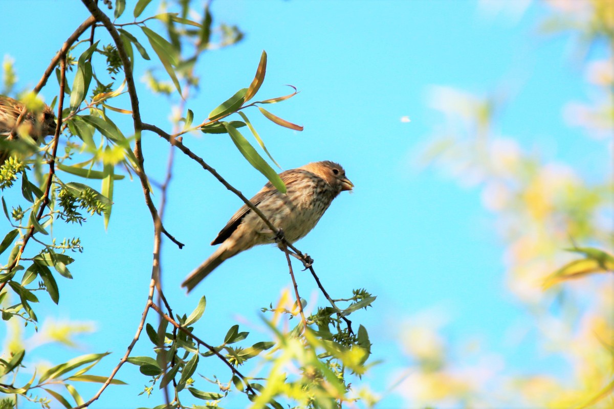 House Finch - ML338093031