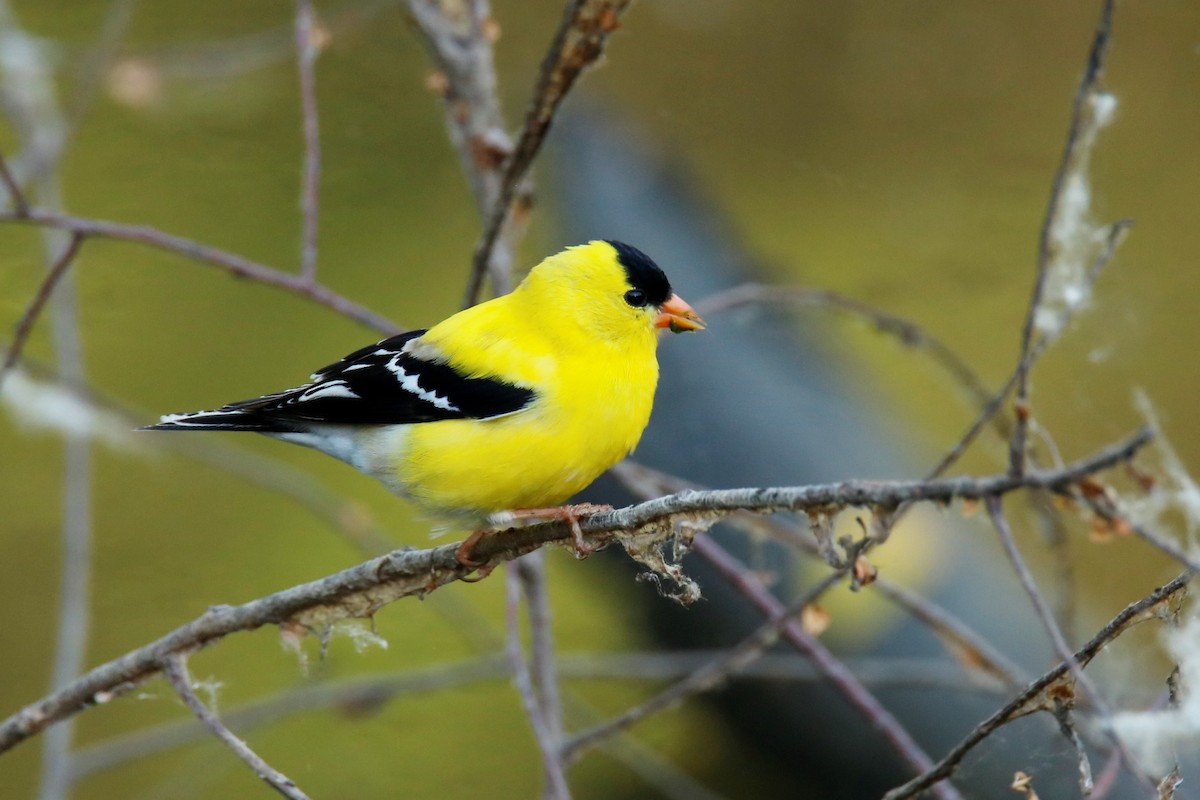 American Goldfinch - ML338093111