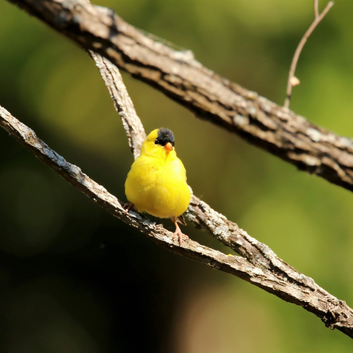 American Goldfinch - ML338093121