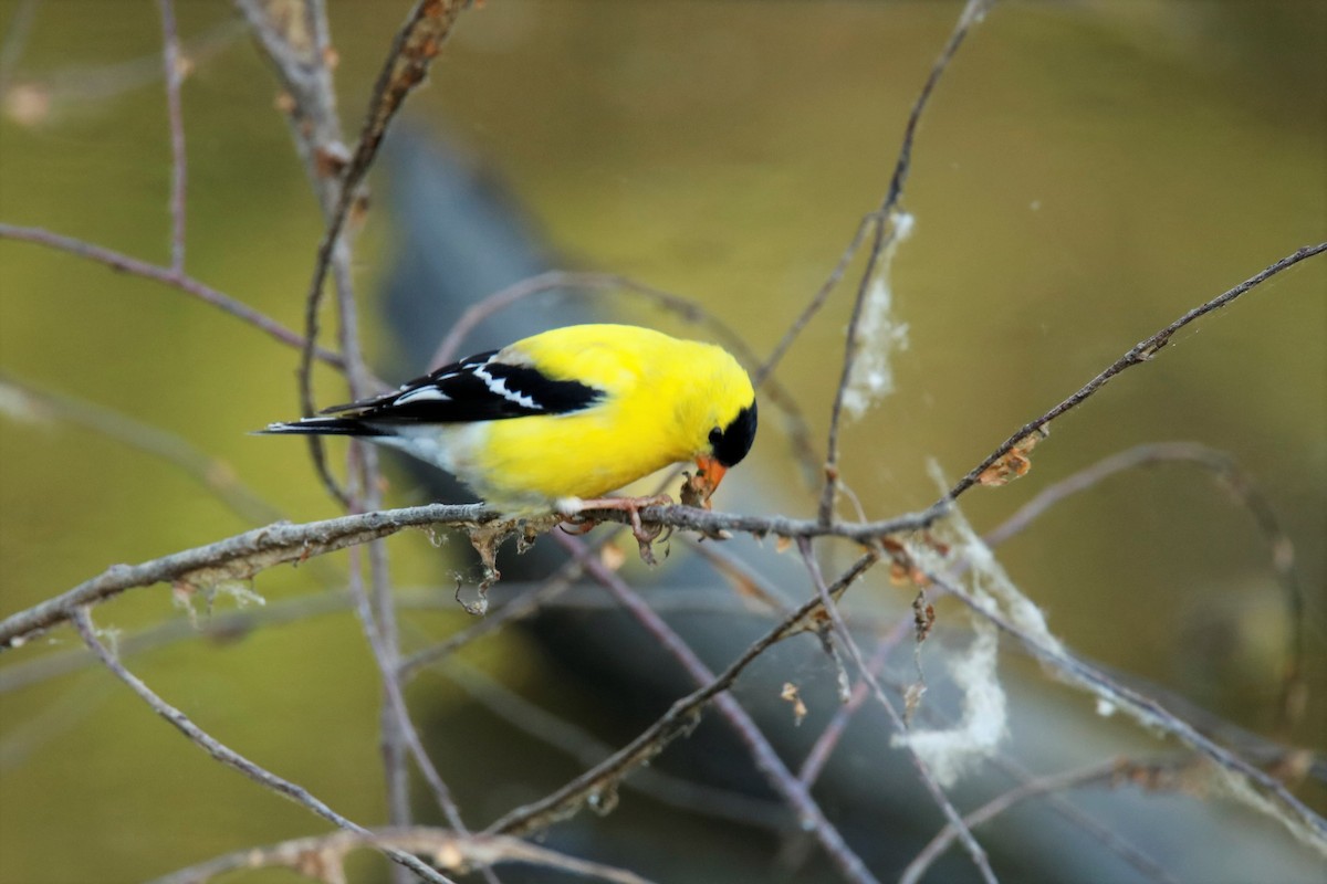 American Goldfinch - ML338093131