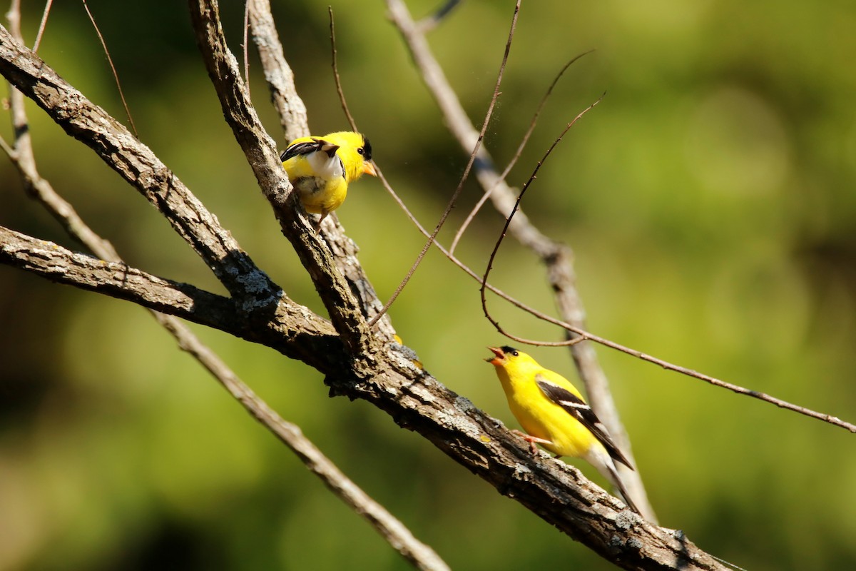 American Goldfinch - ML338093141