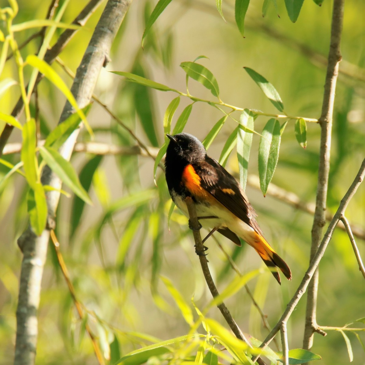 American Redstart - ML338093381