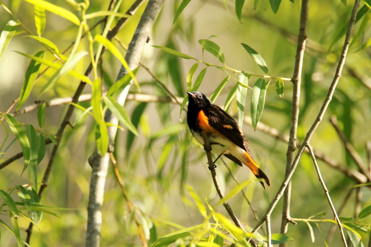 American Redstart - ML338093391