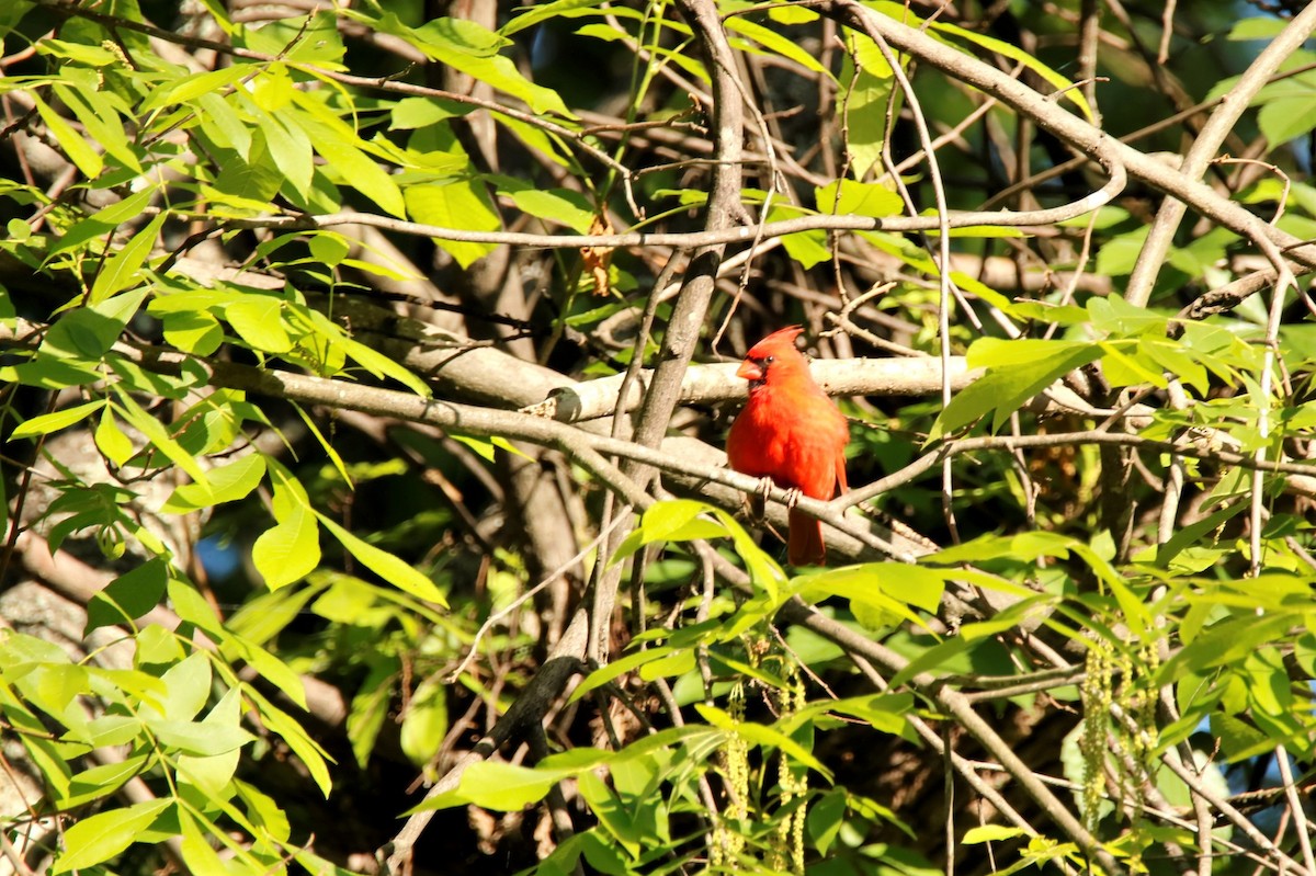 Northern Cardinal - ML338093951