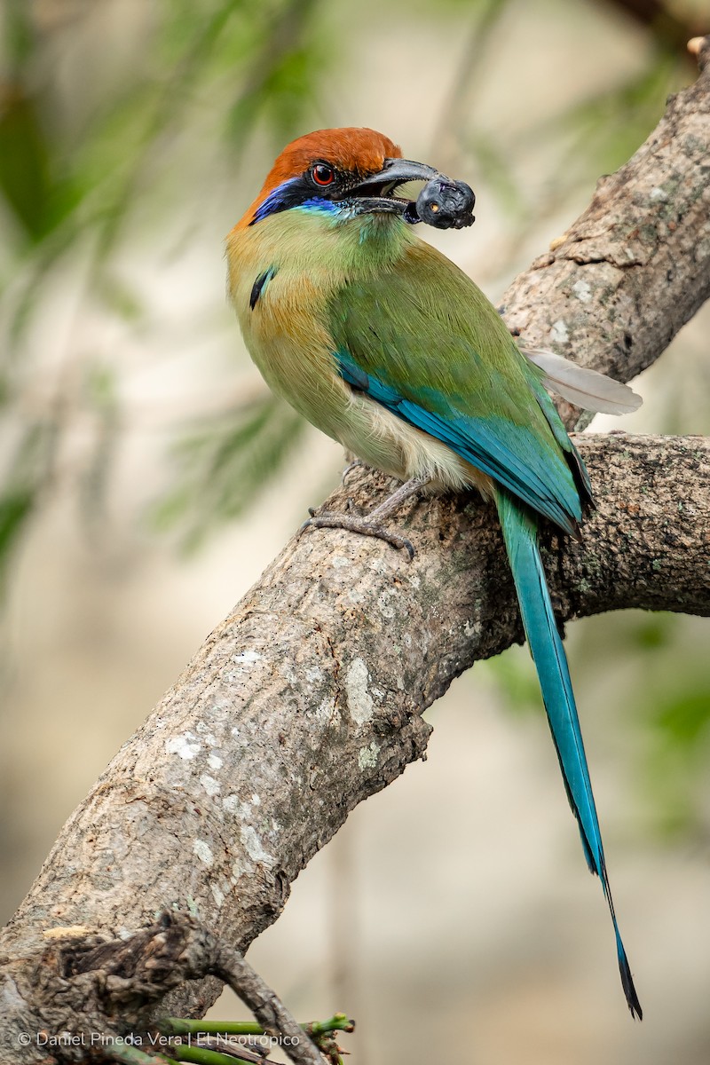 Russet-crowned Motmot - ML338094051