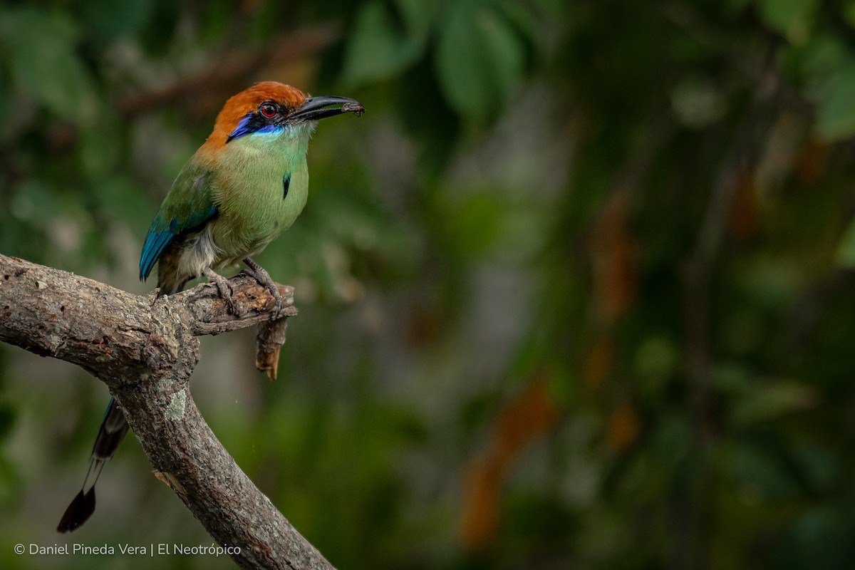 Russet-crowned Motmot - ML338094061