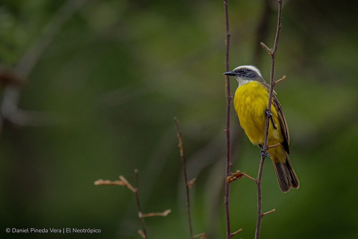 Social Flycatcher - Daniel Pineda Vera