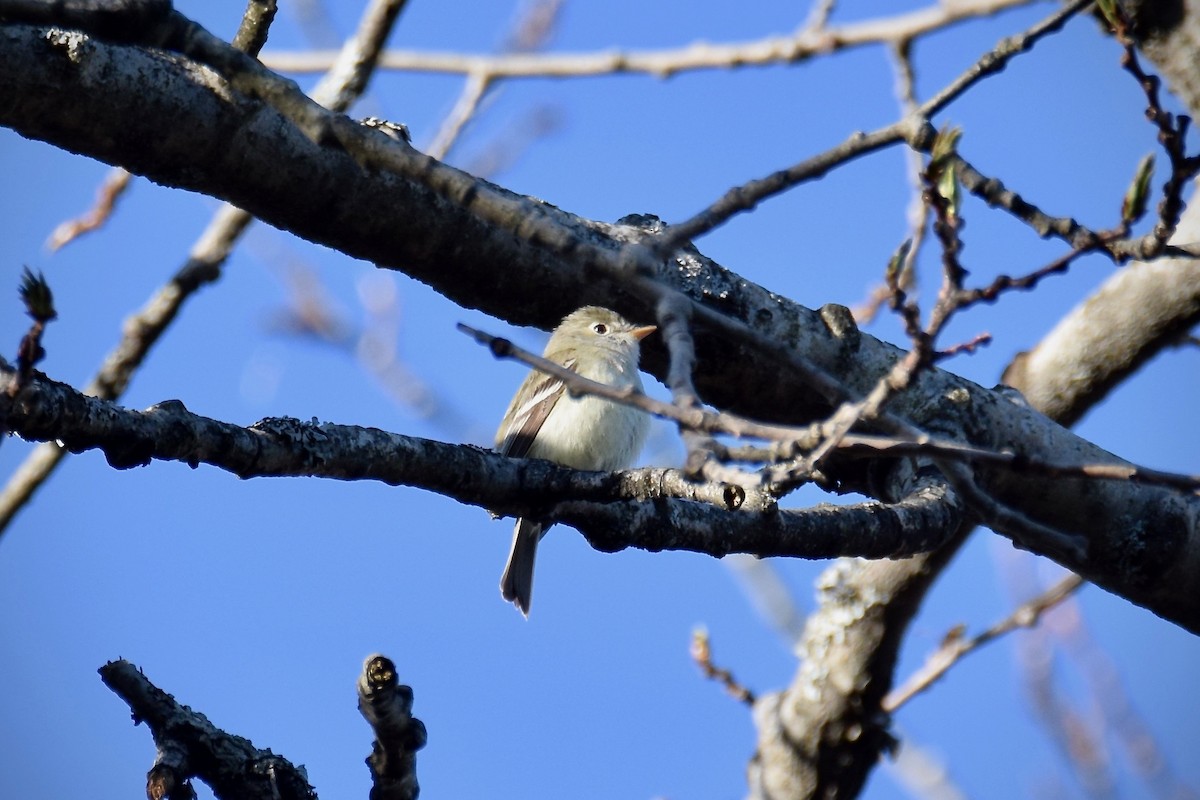 Least Flycatcher - ML338094591