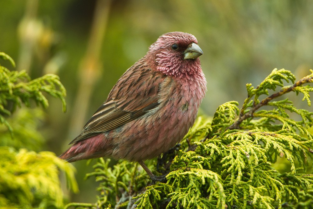 Red-mantled Rosefinch - Francesco Veronesi