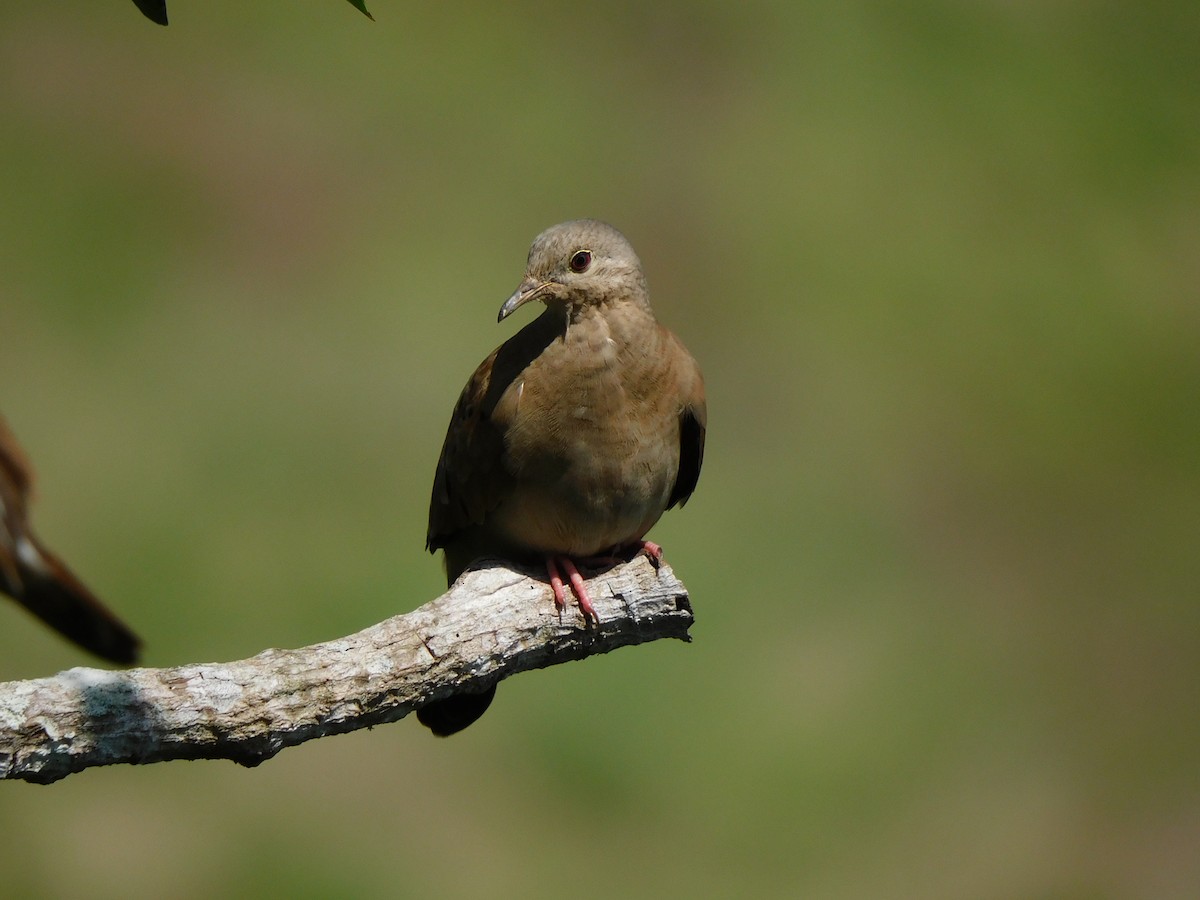 Plain-breasted Ground Dove - ML338097211