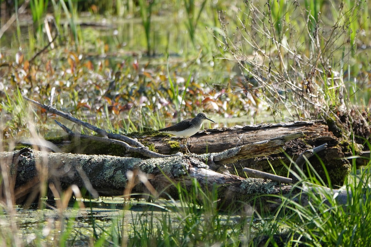 eremittsnipe - ML338098721