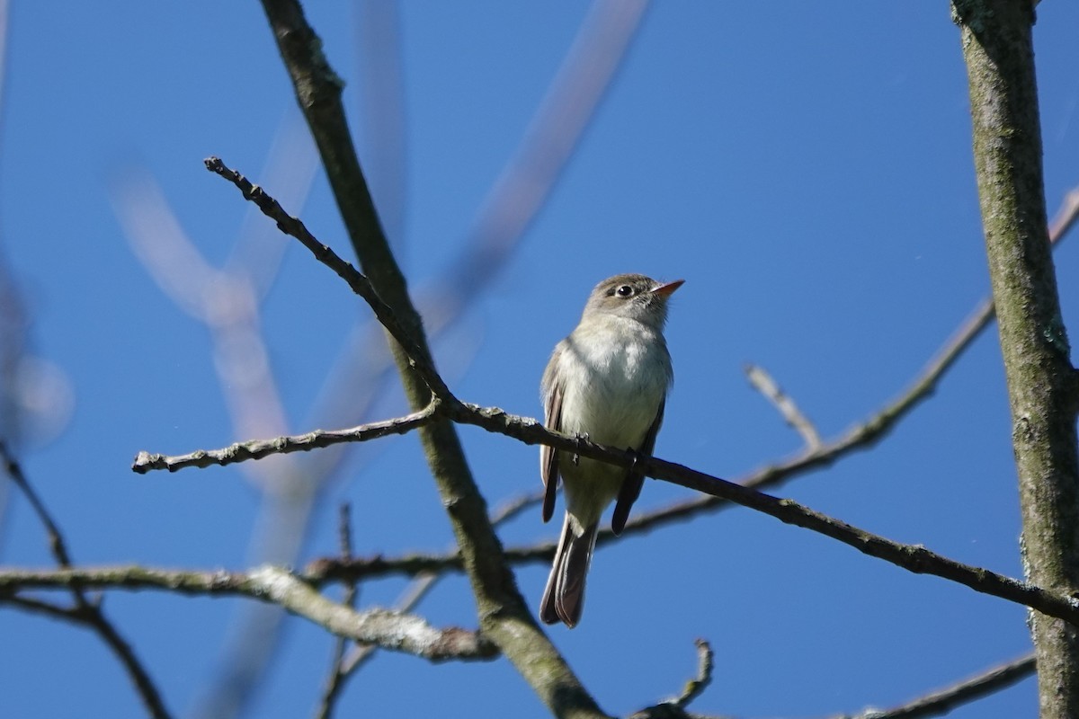 Least Flycatcher - ML338098811