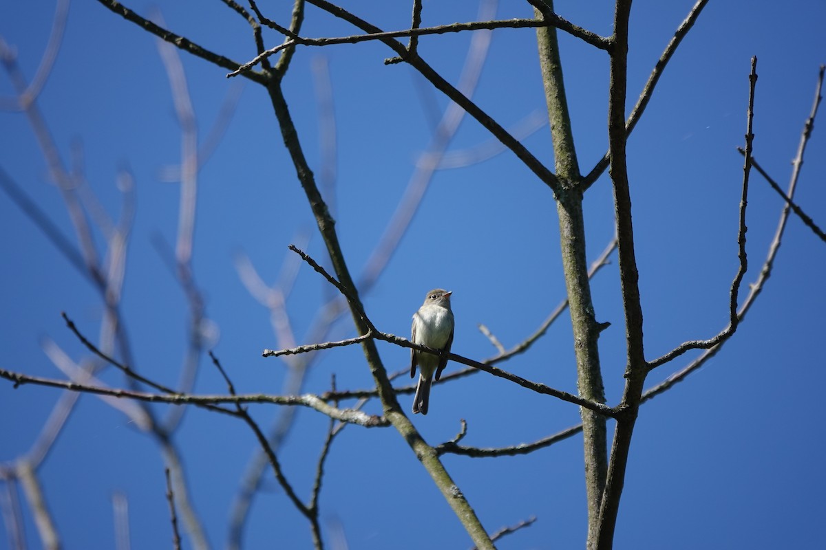 Least Flycatcher - ML338098821