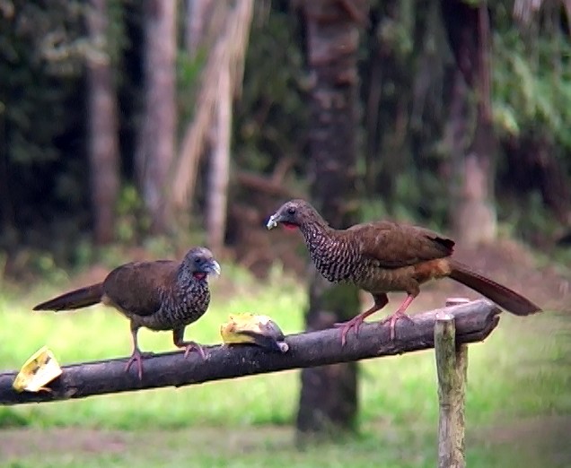 Speckled Chachalaca (Speckled) - ML338101791