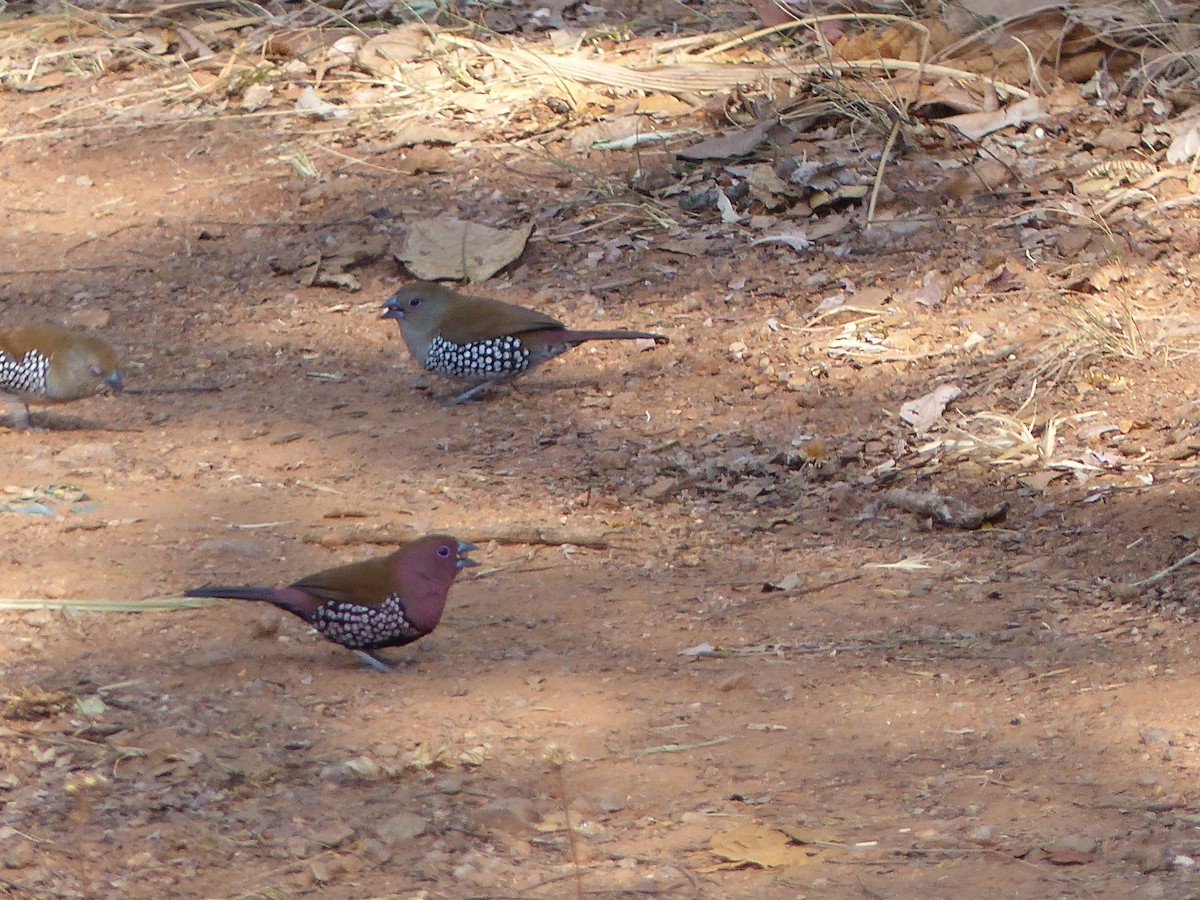 Pink-throated Twinspot - ML338105411