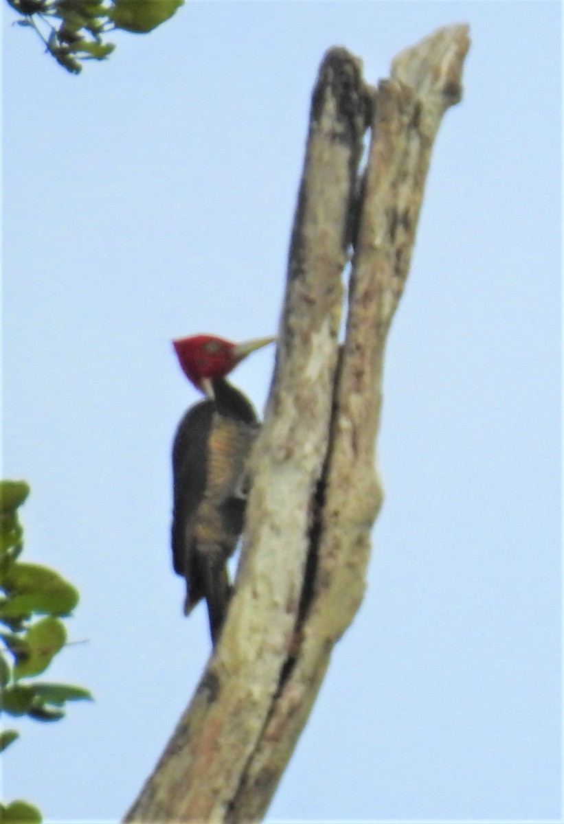 Pale-billed Woodpecker - ML338106131