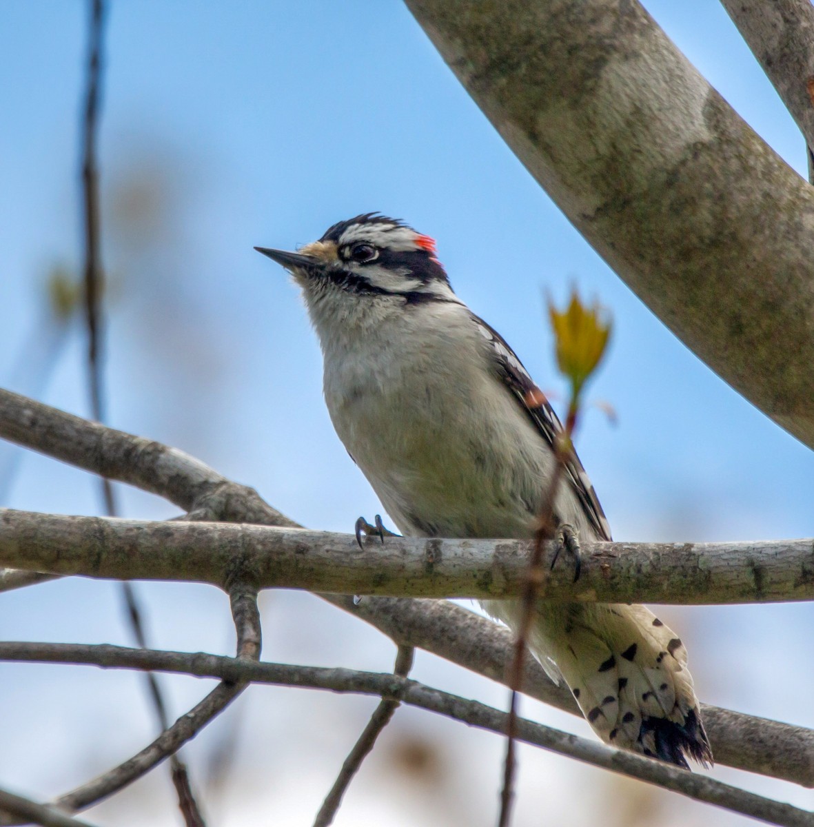 Downy Woodpecker - ML338106711