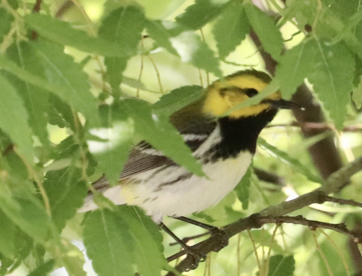 Black-throated Green Warbler - ML338107671