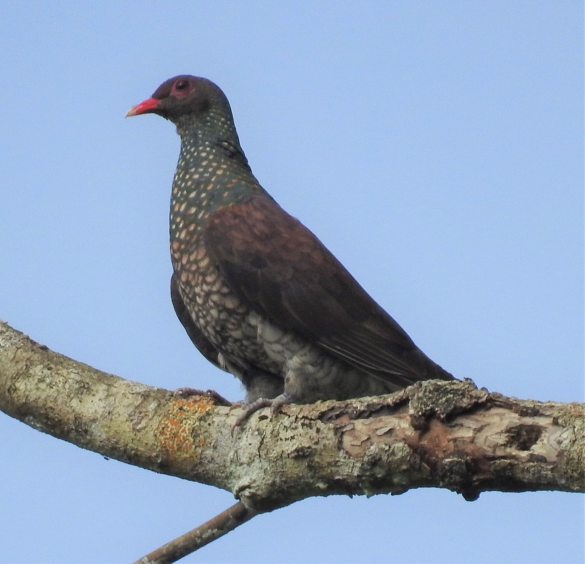 Scaled Pigeon - ML338107931