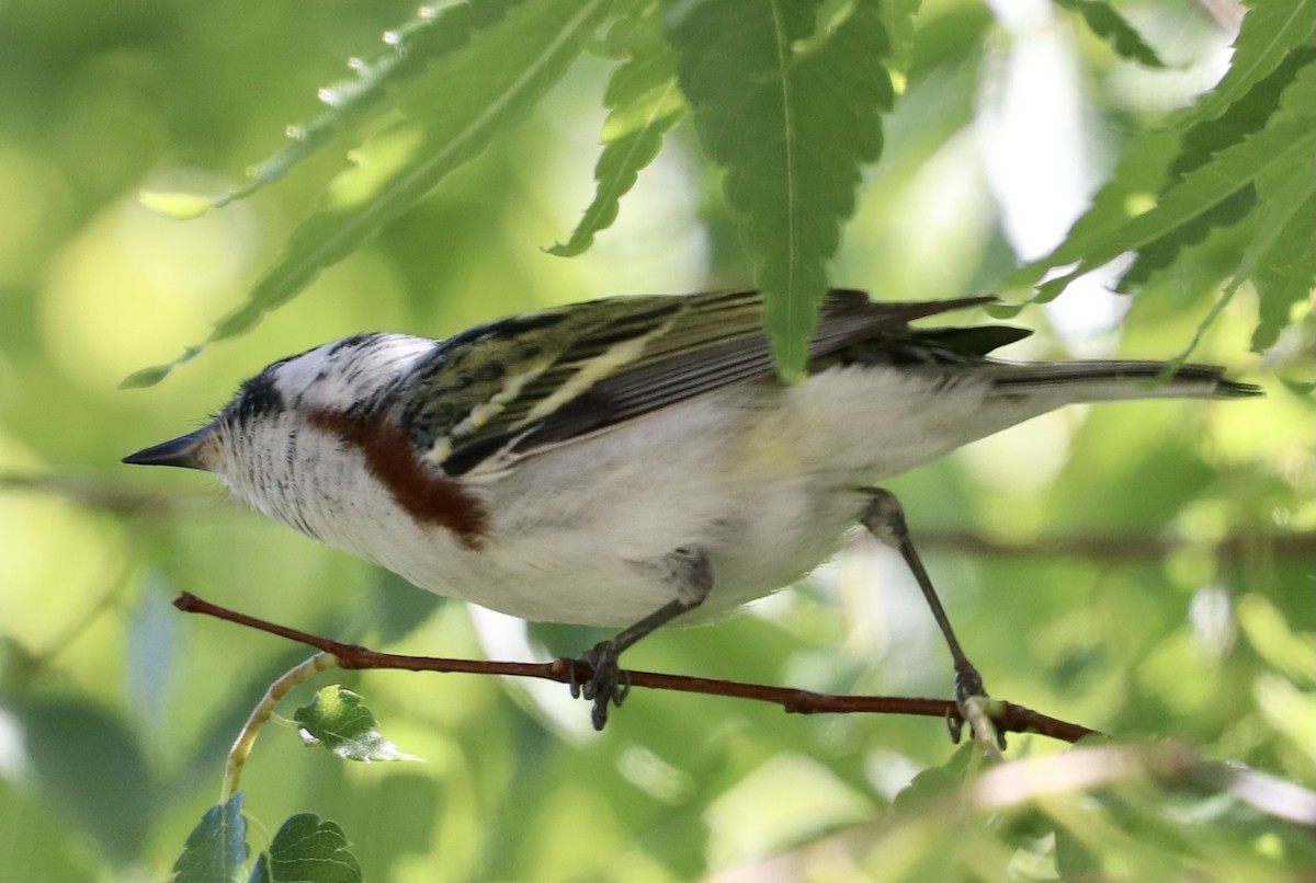 Chestnut-sided Warbler - ML338107961