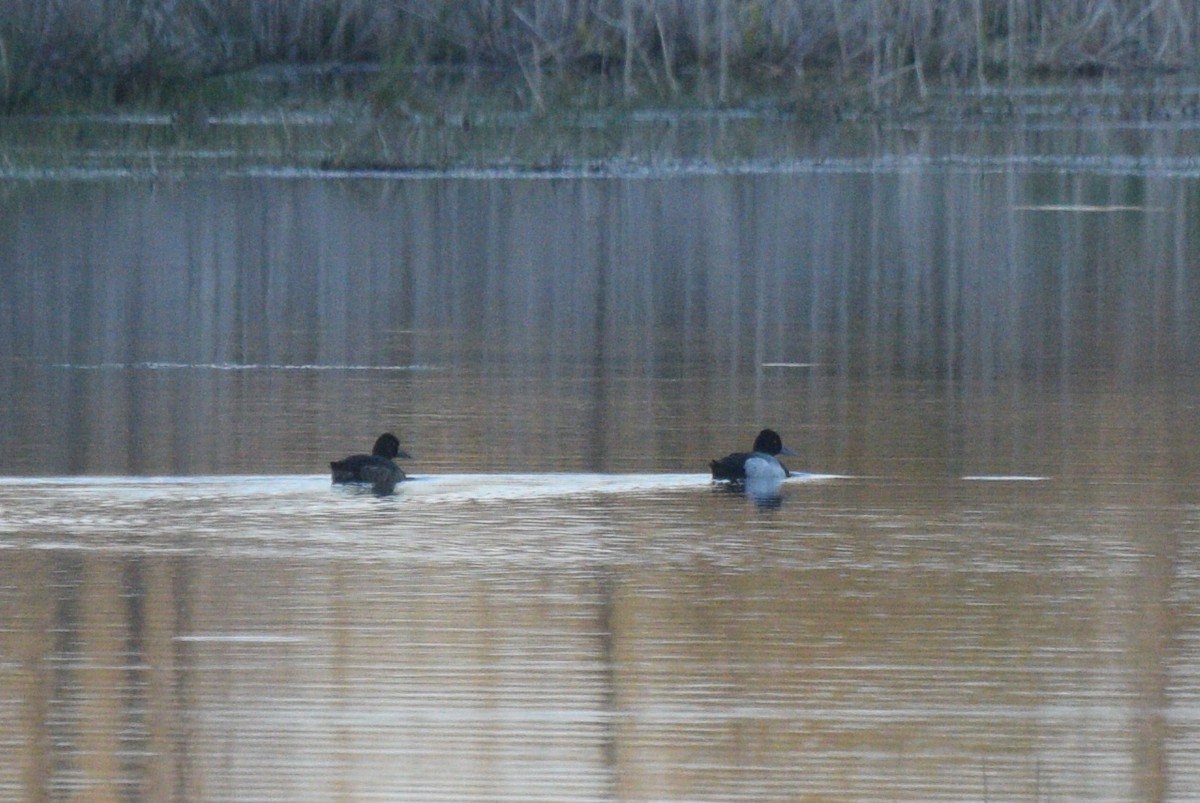 Lesser Scaup - ML338108471