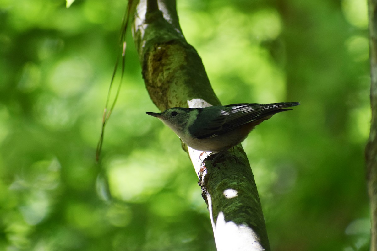 White-breasted Nuthatch - ML338108481