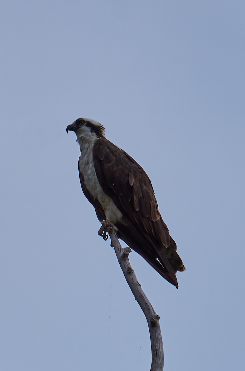 Águila Pescadora - ML338109001