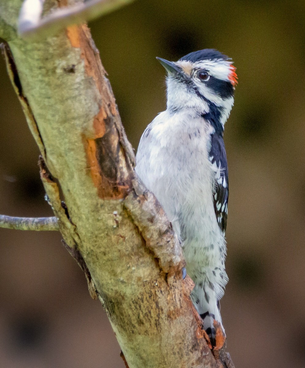 Downy Woodpecker - ML338109131