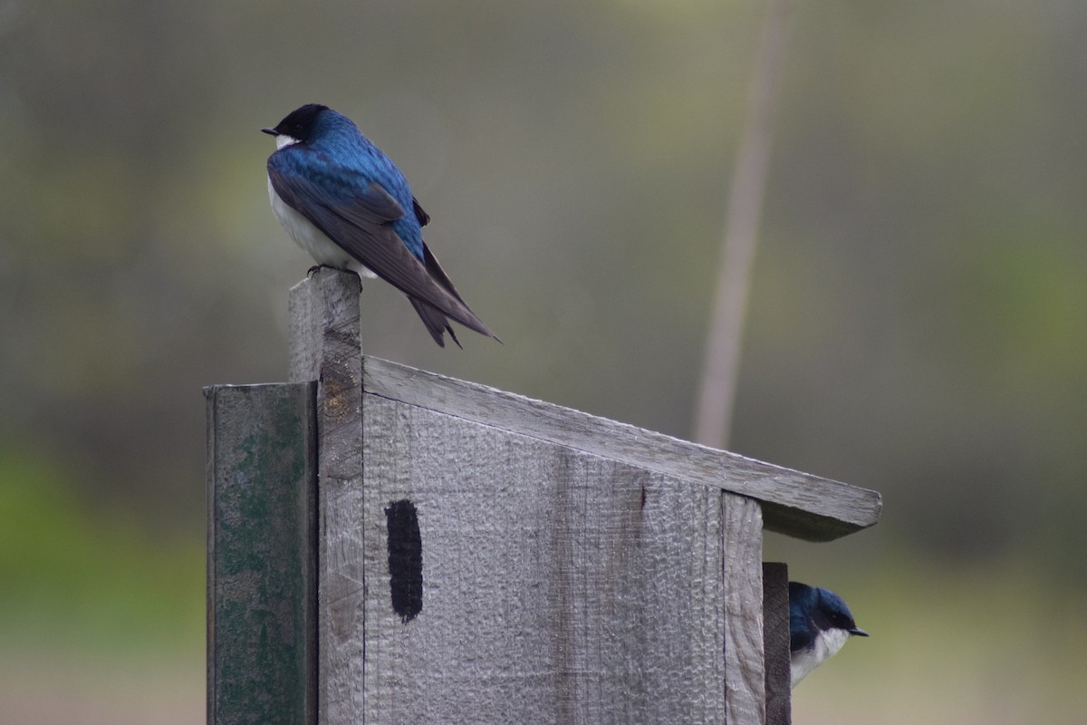 Tree Swallow - ML338109281