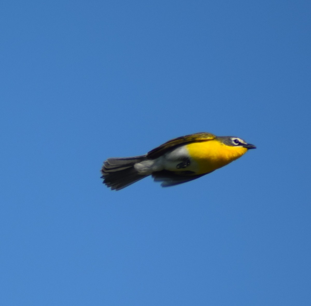 Yellow-breasted Chat - ML338109901