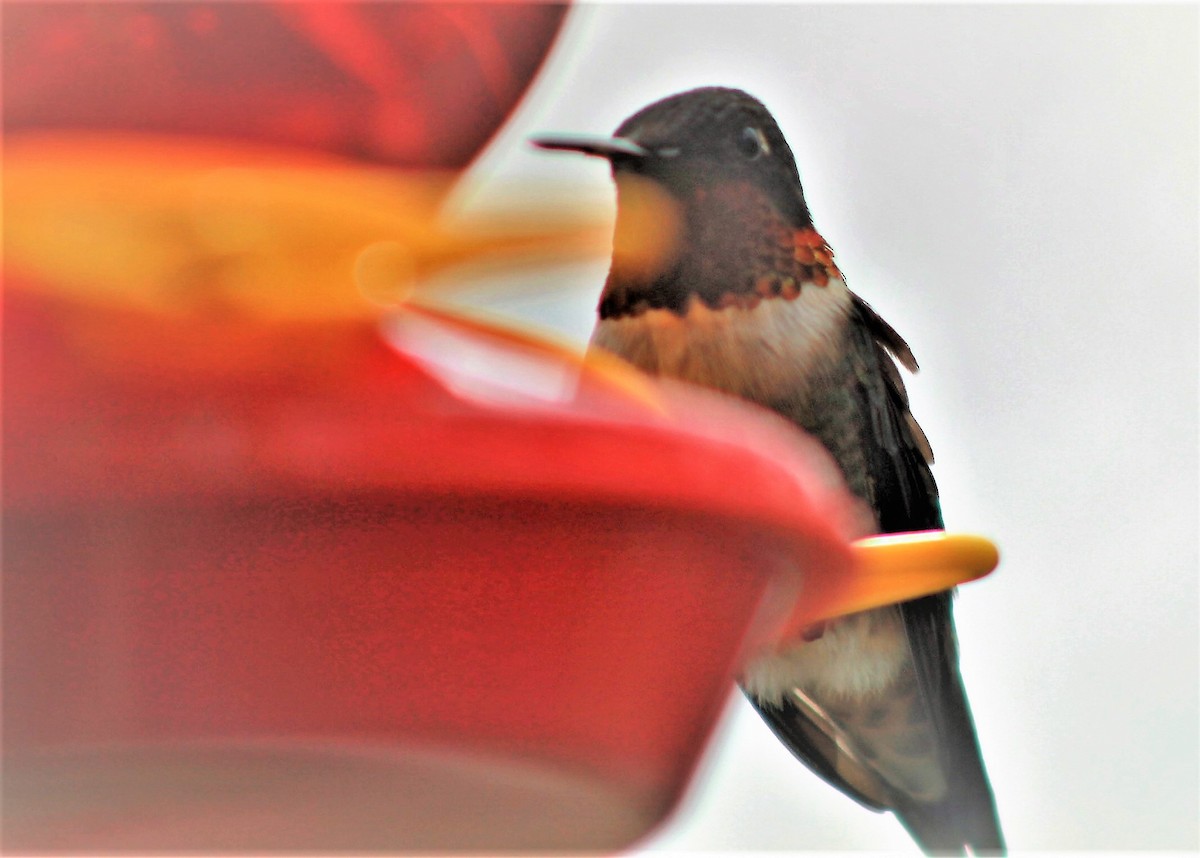 Ruby-throated Hummingbird - ML338110591