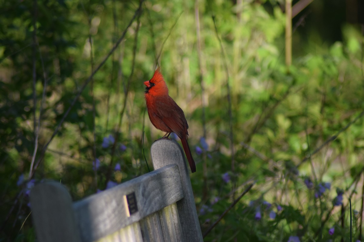 Cardinal rouge - ML338111811