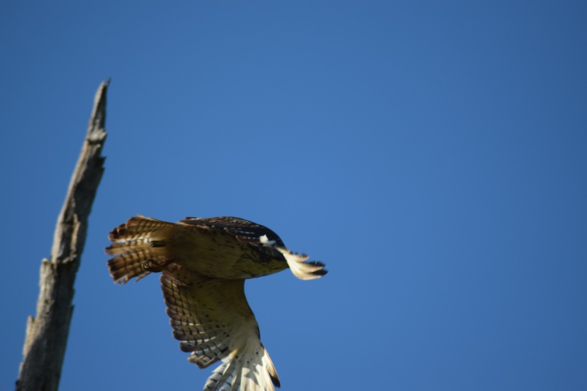 Red-tailed Hawk - ML338113521