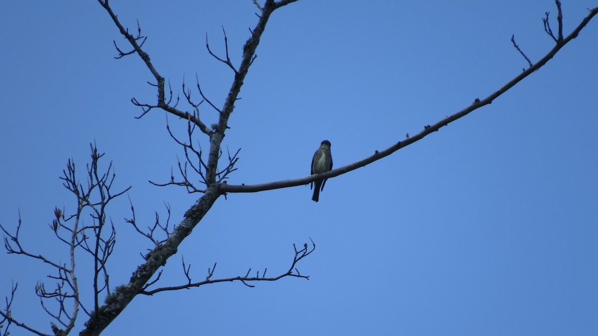 Olive-sided Flycatcher - Eddie Owens