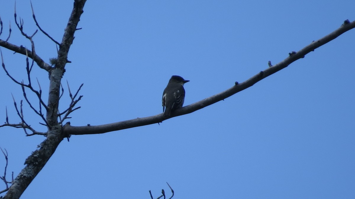 Olive-sided Flycatcher - ML338114621