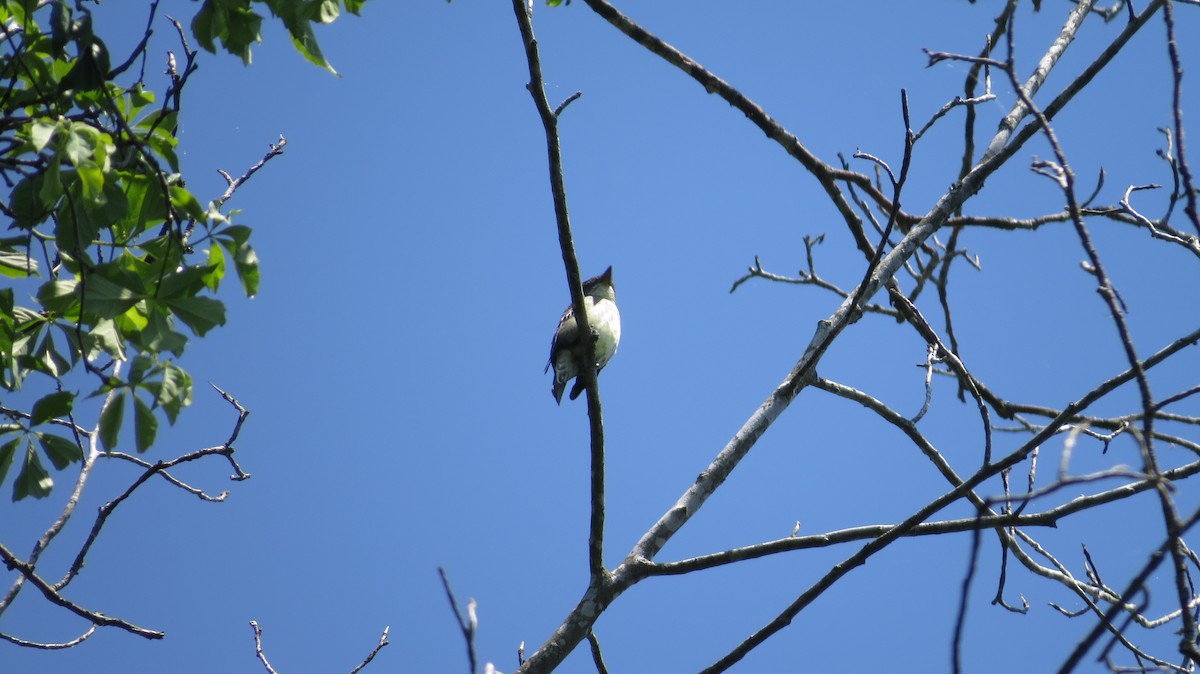 Olive-sided Flycatcher - ML338114631