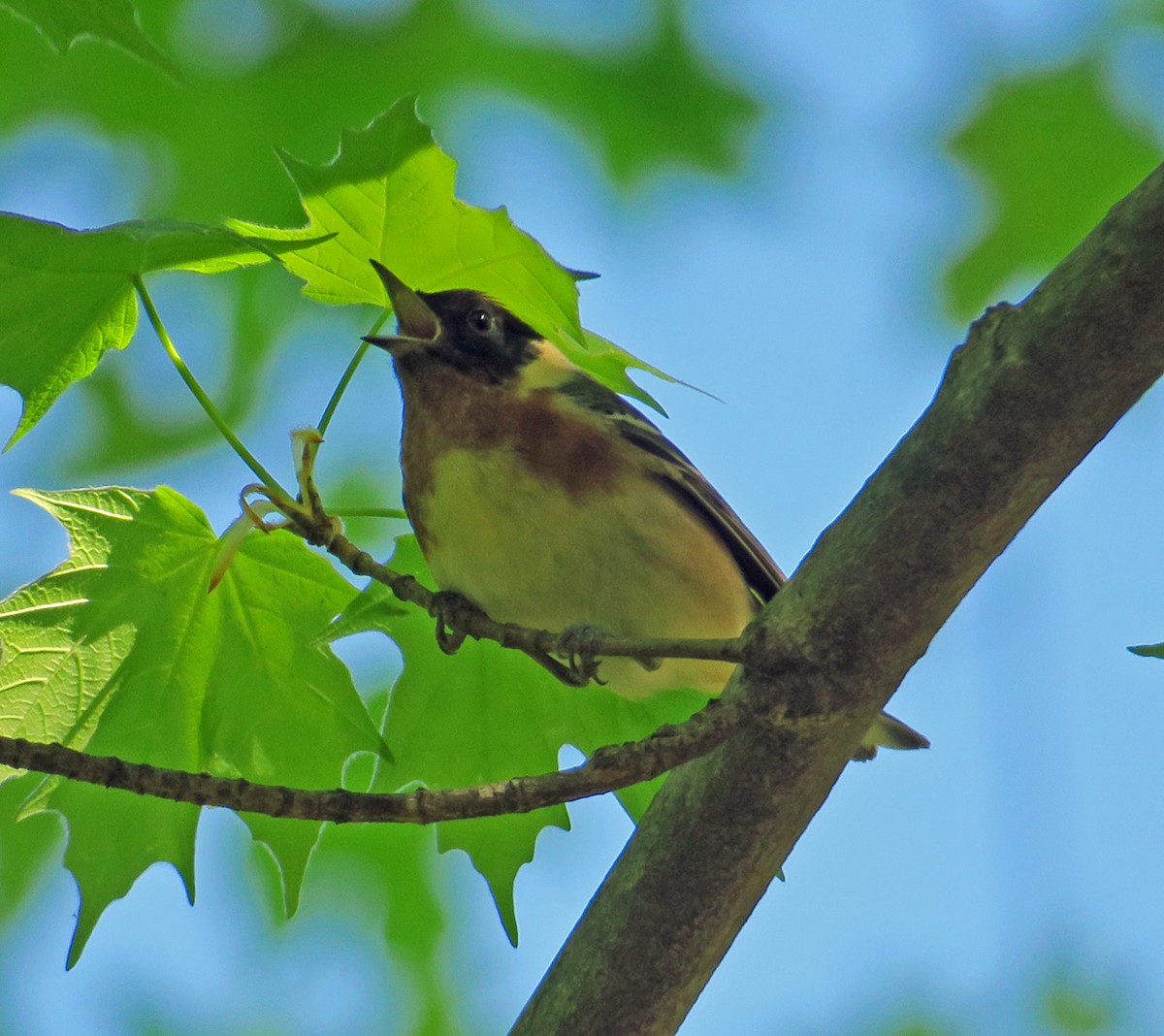 Bay-breasted Warbler - ML338115931