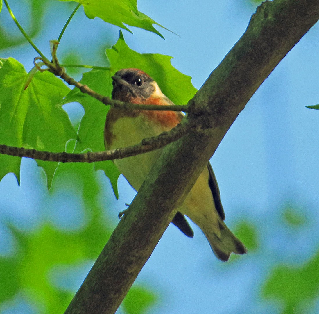 Bay-breasted Warbler - ML338115941