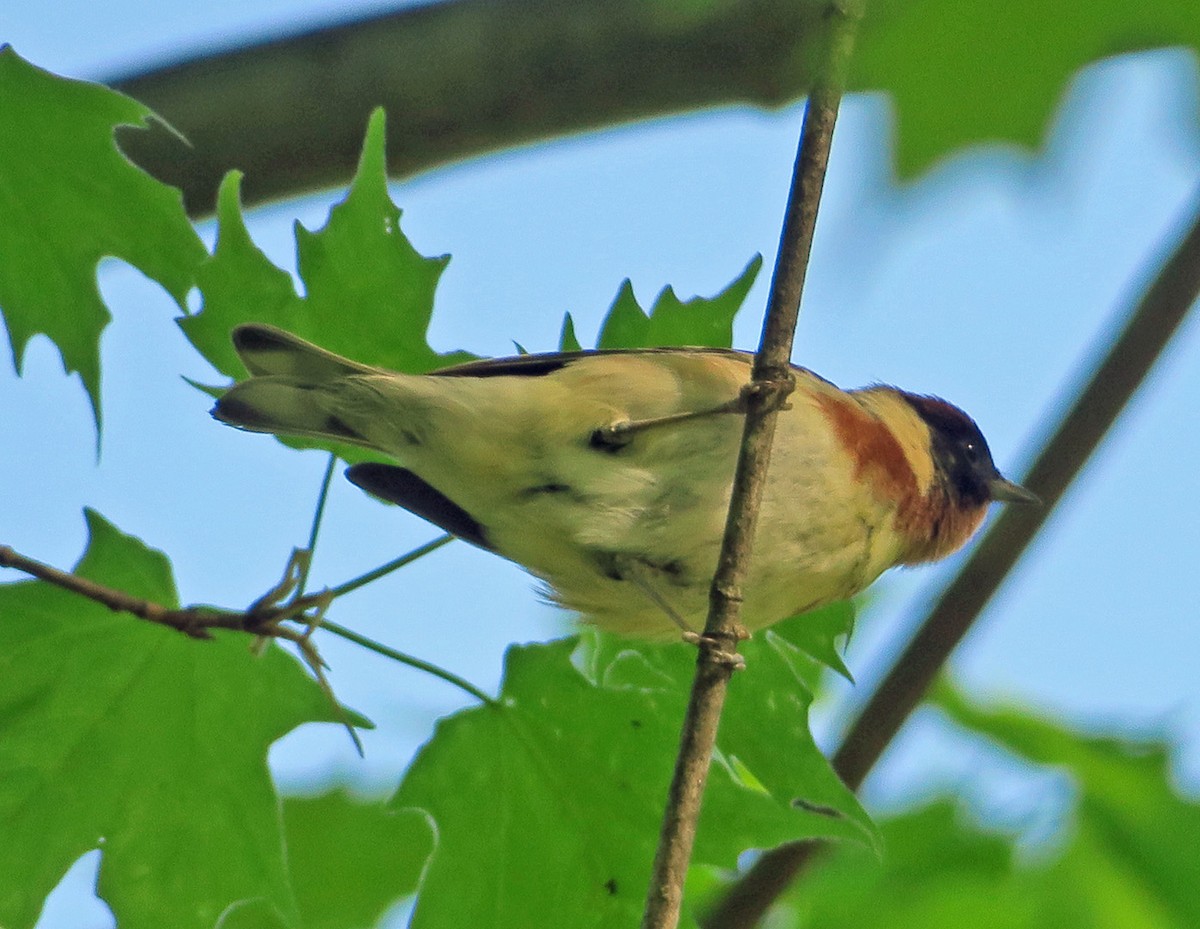 Bay-breasted Warbler - ML338115961