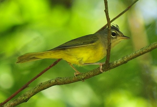 MacGillivray's Warbler - ML33811941